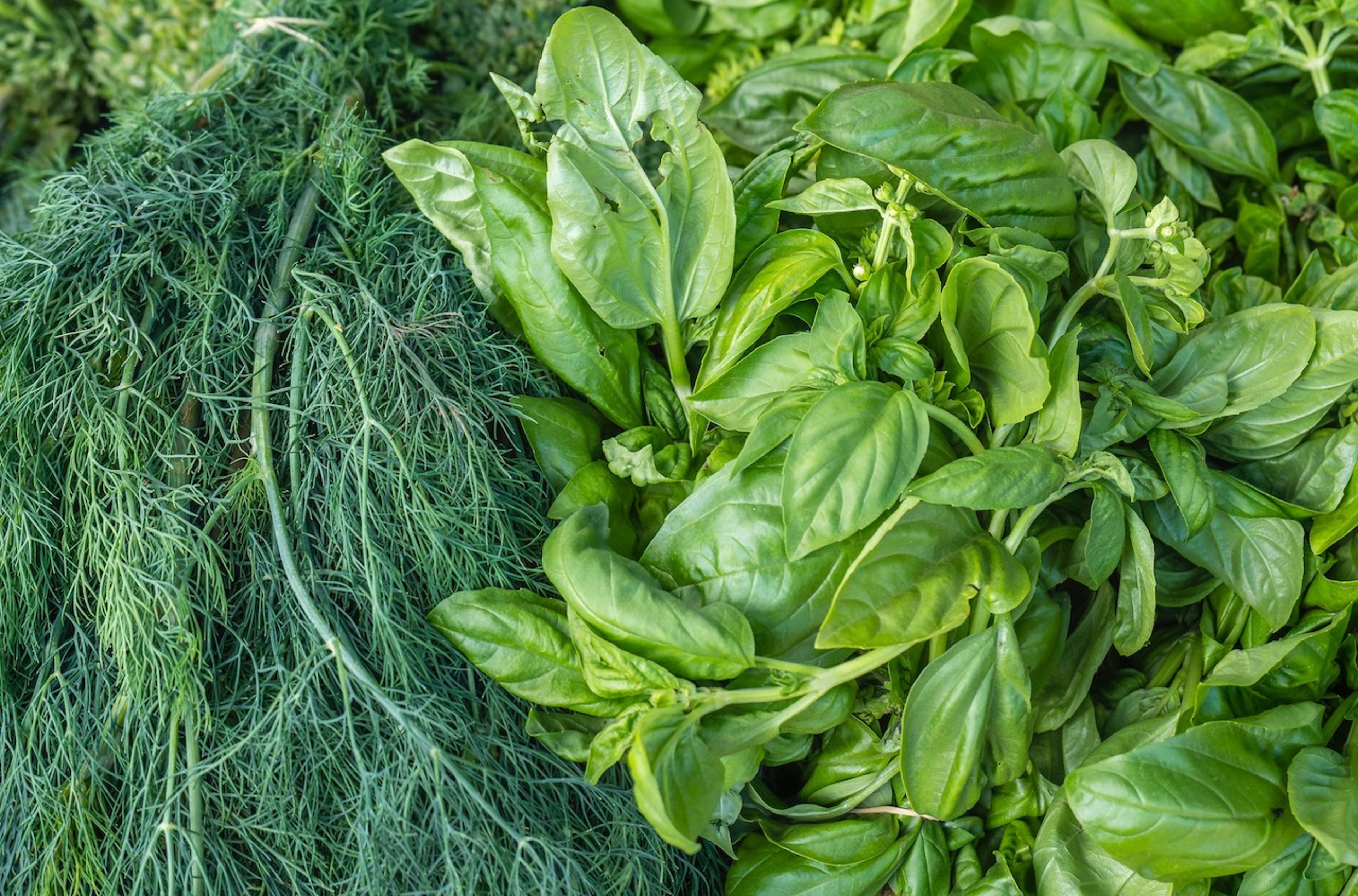 Herbes aromatiques, condiments et épices