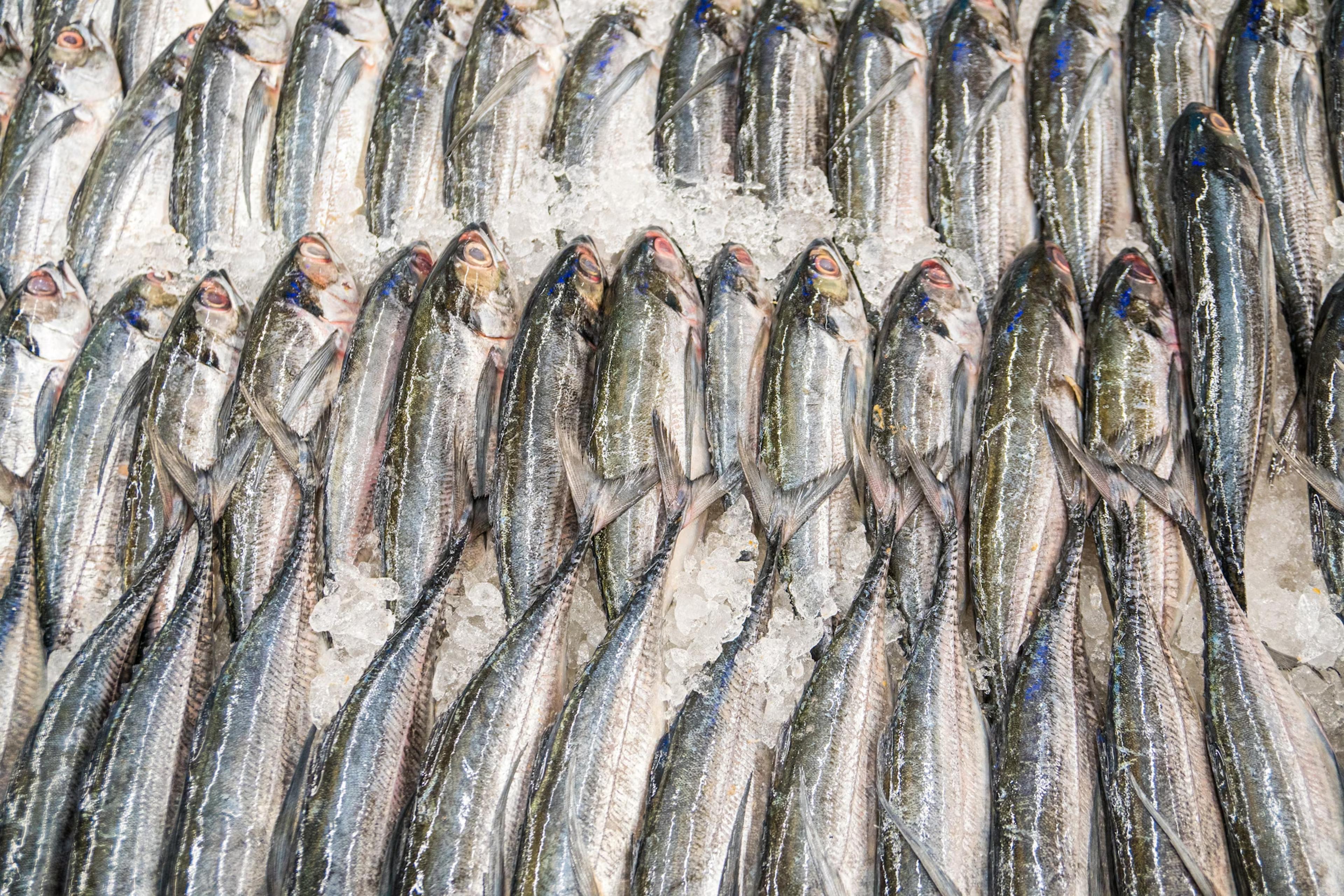 fish